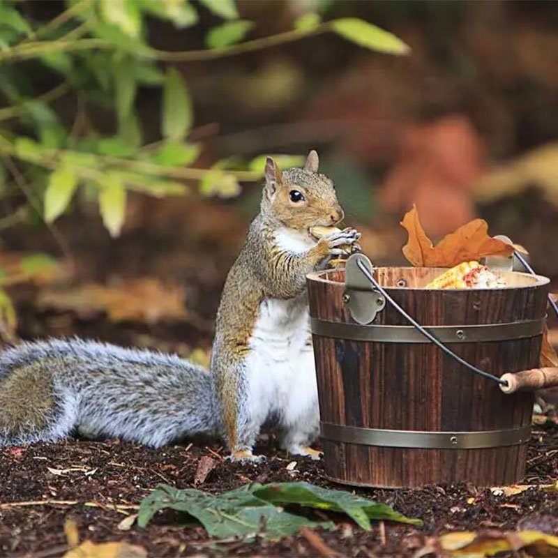 How To Keep Squirrels Away From Your Garden
